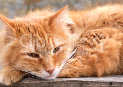 portrait of a redhead adult cat with a big mustache