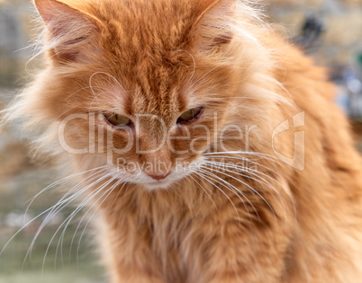 portrait of a redhead adult cat with a big mustache