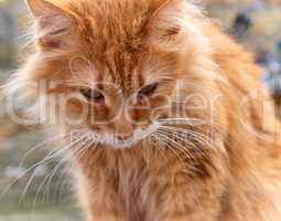 portrait of a redhead adult cat with a big mustache