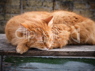 adult red fluffy cat sleeps curled up in the street