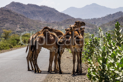 Camels on the road to Gheralta in Tigray, Northern Ethiopia.
