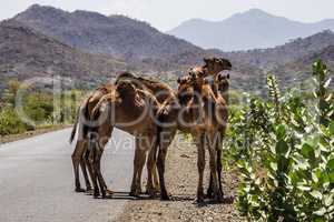 Camels on the road to Gheralta in Tigray, Northern Ethiopia.