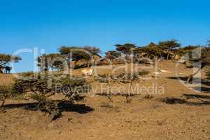 landscape in the highlands of Lalibela, Ethiopia