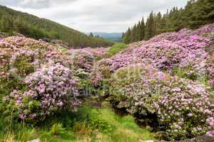 Rhododendron growing in the Vee valley in Ireland.