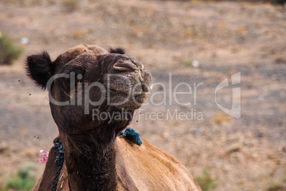 Camels in Moroccan mountains between Midelt abd Erfoud