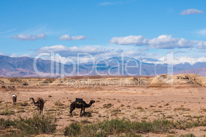 Morocco, High Atlas Landscape. Valley on the road to Ouarzazate