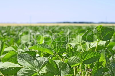 Green soybean field landscape