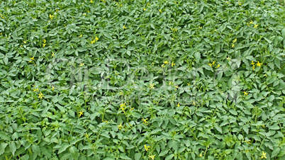 Many flowering tomato seedlings