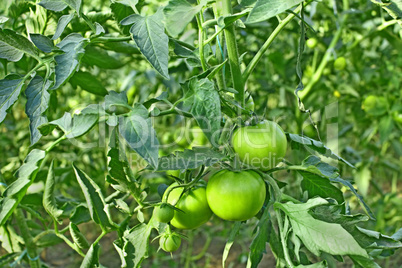 Green unripe tomatoes in greenhouse
