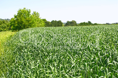 Edge of green wheat field