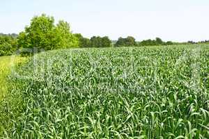 Edge of green wheat field