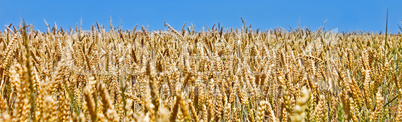 Panorama of heat field before harvest