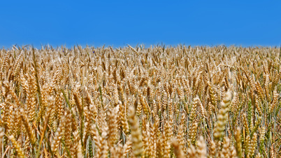Wheat field before harvest