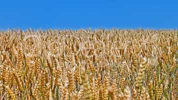 Wheat field before harvest