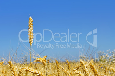 Lone wheat ear over yellow wheat field