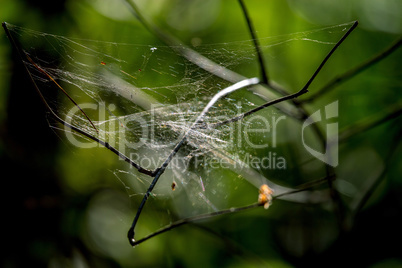 Dew drops on spider web in forest.