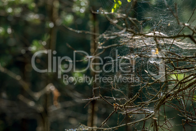 Dew drops on spider web in forest.