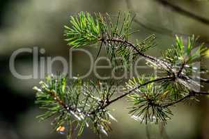 Spider web on the pine tree branch.