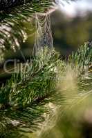Spider web on the pine tree branch.