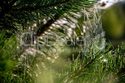 Spider web on the pine tree branch.