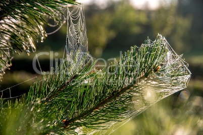 Spider web on the pine tree branch.