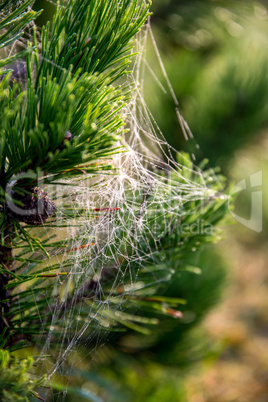 Spider web on the pine tree branch.