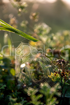 Dew drops on spider web in forest.