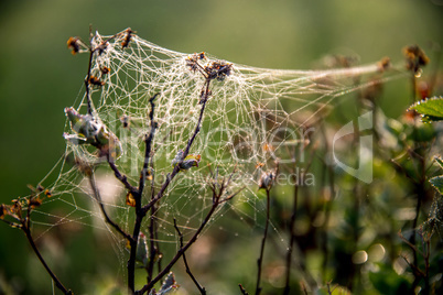 Dew drops on spider web in forest.