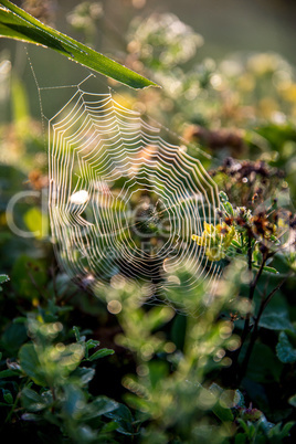 Dew drops on spider web in forest.