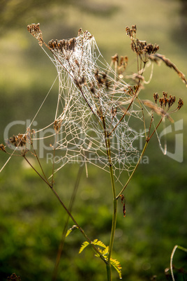 Dew drops on spider web in forest.