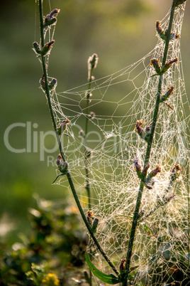 Dew drops on spider web in forest.