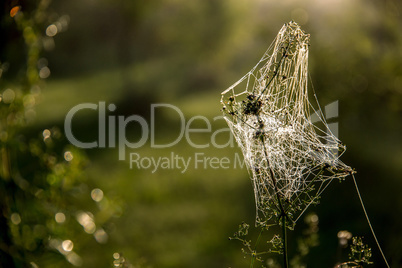 Dew drops on spider web in forest.