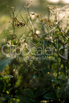 Dew drops on spider web in forest.