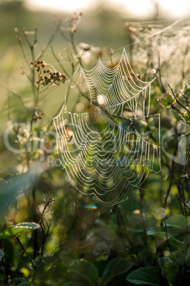 Dew drops on spider web in forest.