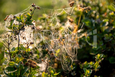 Dew drops on spider web in forest.