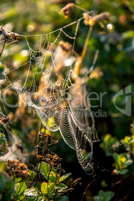 Dew drops on spider web in forest.