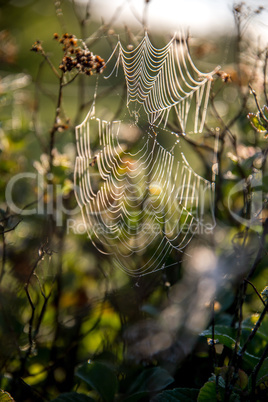 Dew drops on spider web in forest.
