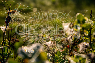 Dew drops on spider web in forest.