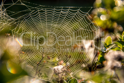 Dew drops on spider web in forest.