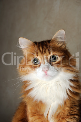 Portrait of a fluffy red-headed cat