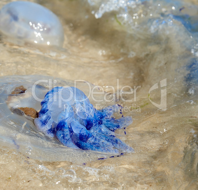 dead jellyfish  thrown on the shore of the Black Sea on a summer