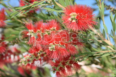 Callistemon viminalis