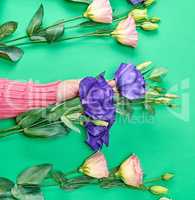 female hand in a pink sweater holding a branch of a flower Eusto