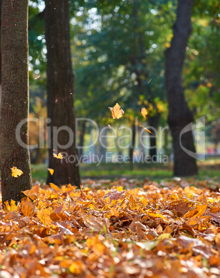 autumn city park with trees and dry yellow leaves