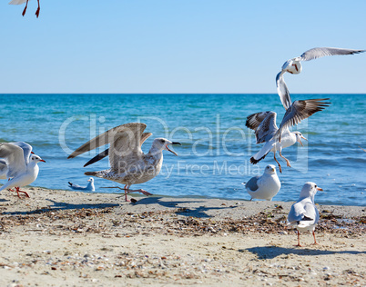 flock of seagulls on the beach on a summer sunny day