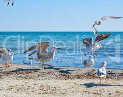 flock of seagulls on the beach on a summer sunny day