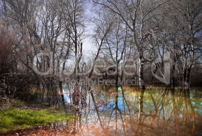 water scenery and dry trees