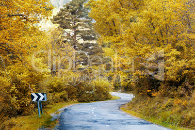 Winding Road to forest