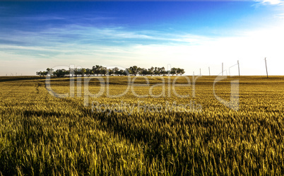 Fields landscape