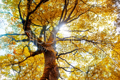 Tree in autumn